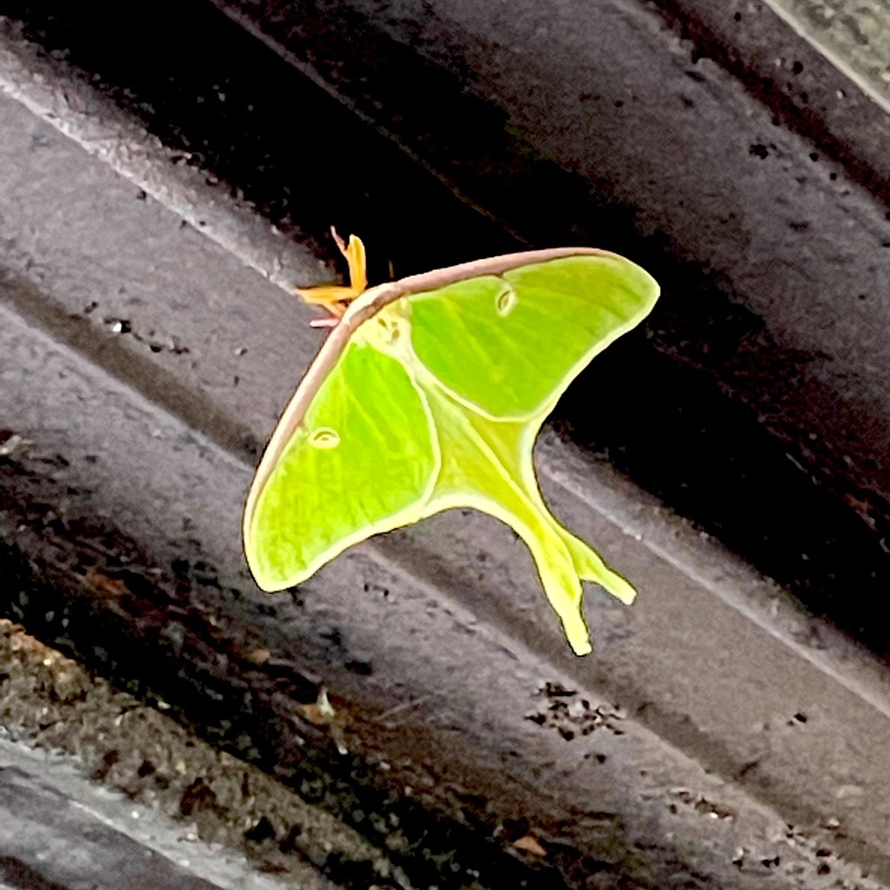 HOLIDAY CLEARANCE  SALE - Everything 40%.  Simply make an offer for 40% off.